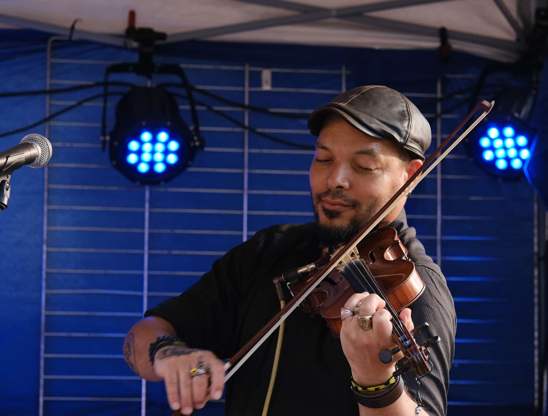 violoniste chats pottes